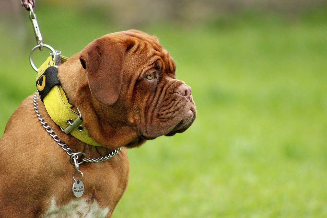 The Affectionate Traits of the Tibetan Mastiff